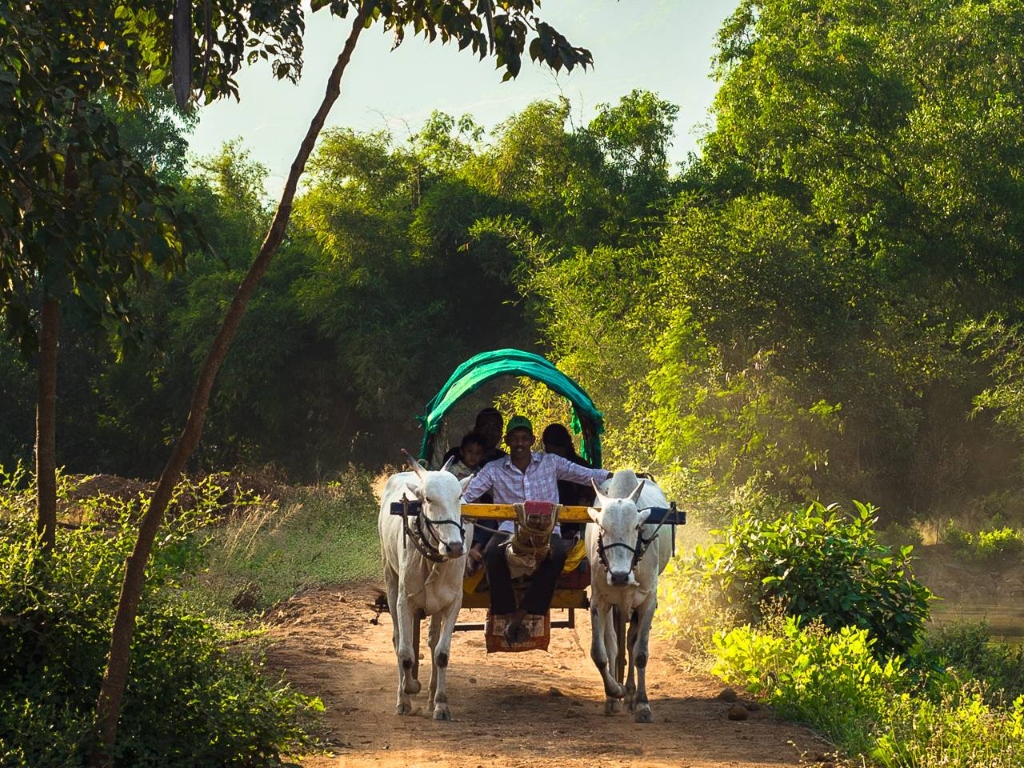 Bullock Cart Ride